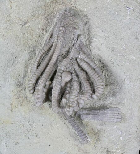 Agaricocrinus Crinoid Fossil - Crawfordsville #20842